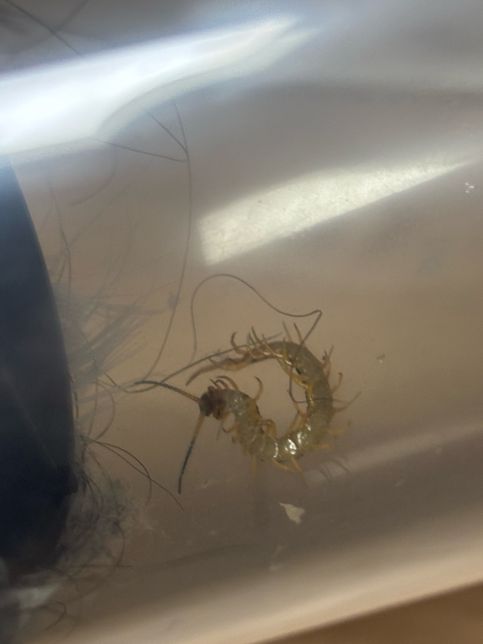 집에서 벌레가 나왔는데 이 벌레 이름이 뭔가요?의 2번 째 이미지