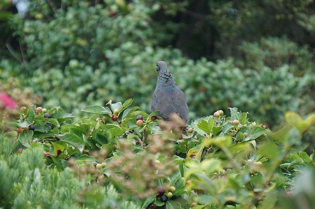 왜 요즘은 흑비둘기가 무사히 우리나라 야생에서 지내게 되었나요?의 0번 째 이미지