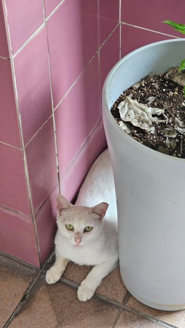 사진 속 고양이 종이 뭔지 알 수 있을까요?의 2번 째 이미지