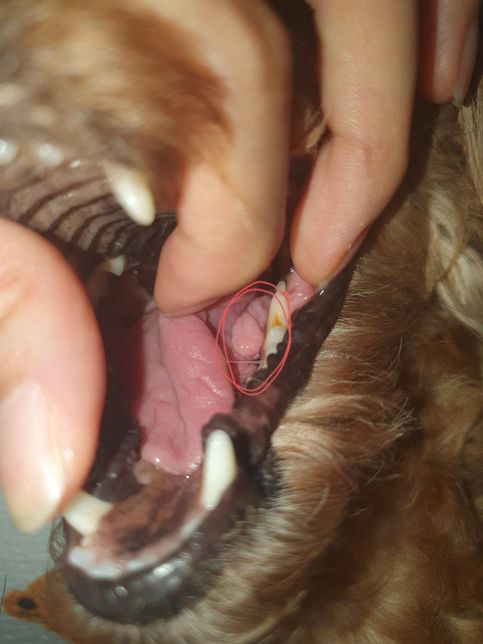 강아지 구강암이나 혀암 또는 설하육종일때 해당 부분을 긁나요?의 0번 째 이미지