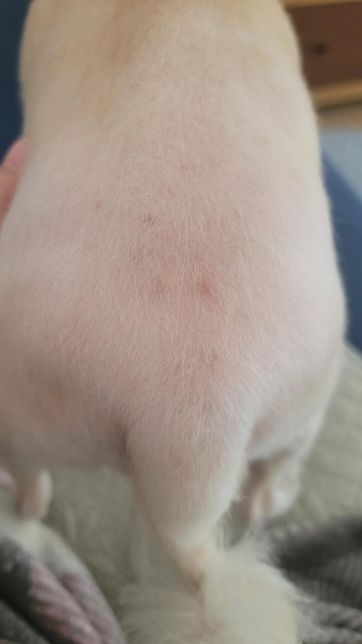 강아지 등쪽에 피부가 이상해요 ㅠㅠㅠ의 0번 째 이미지