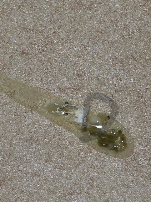 앵무새 변상태를 봐주세요 끈적하고 물이많아요 1년쯤 지속됐어요 이번엔 또 바뀌었어요의 0번 째 이미지