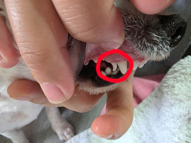 강아지 이빨이 핑크색으로 변했어요! 도와주세요의 0번 째 이미지