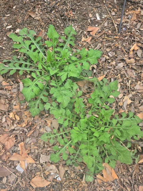 이건 무슨풀인가요?? 궁금합니다.의 0번 째 이미지