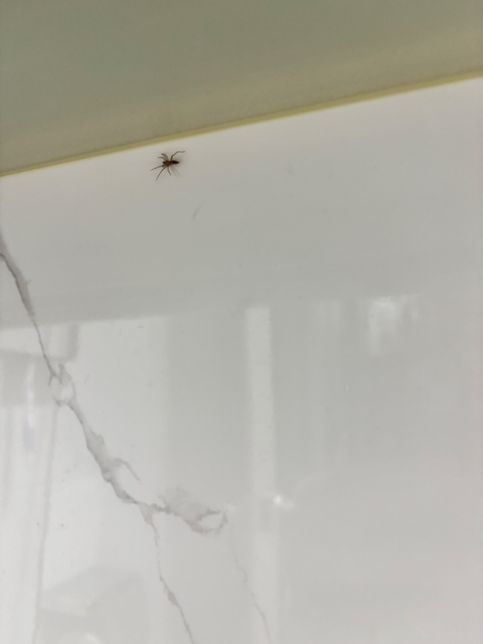 이거 무슨 거미인지 알고 싶습니다 ..의 0번 째 이미지