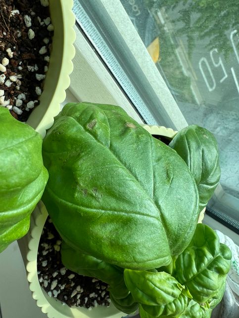 바질 잎에 상처가 났는데 원인이 뭔가요?의 3번 째 이미지