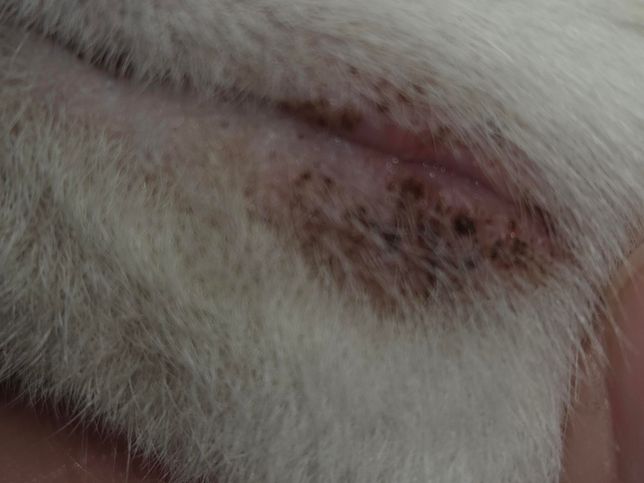 고양이 입주변에 뭐가 나서 병원에 다녀왔는데요..의 1번 째 이미지