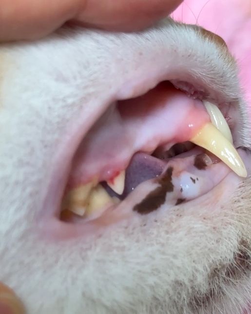 고양이 덴탈 워터 사용 후 잇몸 노출 증상의 1번 째 이미지