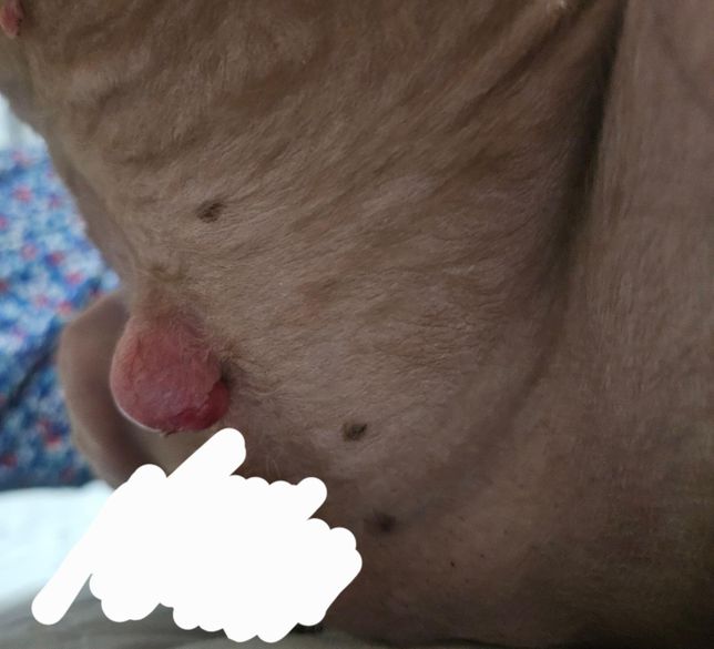 강아지 포비돈 바를때 희석해서 사용해야하나요?의 0번 째 이미지