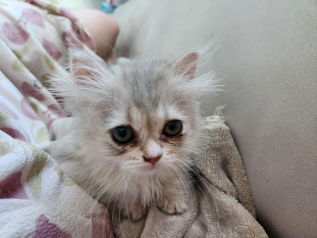 고양이 눈곱이 원래 이렇게 많이 끼나요?의 0번 째 이미지