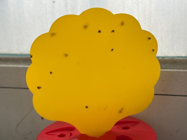 이건 무슨 벌레일까요? 초파리? 벼룩파리? 날파리?의 1번 째 이미지