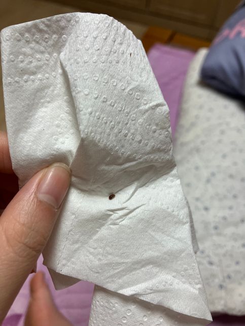 집에서 계쇠 나오는데 무슨 벌레인가요?의 0번 째 이미지