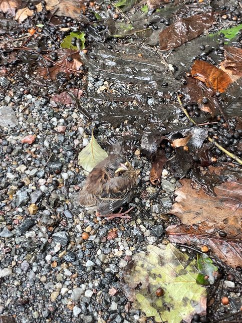 이거 무슨 새 인가요?? 길가에 있는디의 1번 째 이미지