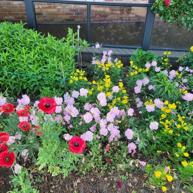 꽃들이 있는데 꽃이름좀 알려주세요.의 0번 째 이미지