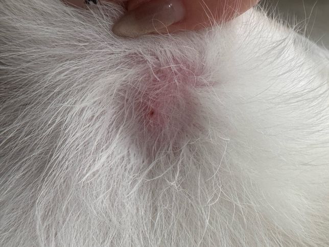 진드기에 물린건지 자국이 남았습니다의 1번 째 이미지