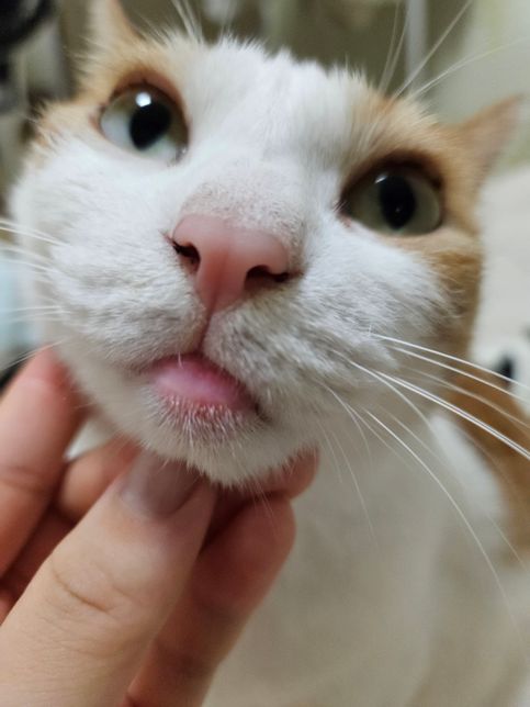 고양이 입술이 부었는데 왜이러는걸까요?의 0번 째 이미지