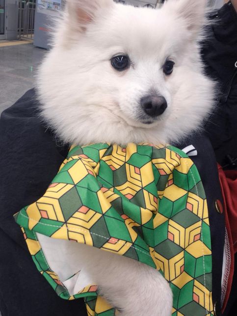 강아지를 너무 신경써주고 과잉보호해주며 키우면은 강아지가 적응능력이 떨어지나요?의 0번 째 이미지