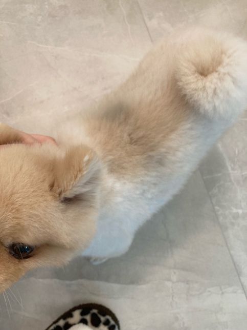 강아지 털 변색,피부에 점같은게 있는데 이게 뭘까요?의 1번 째 이미지