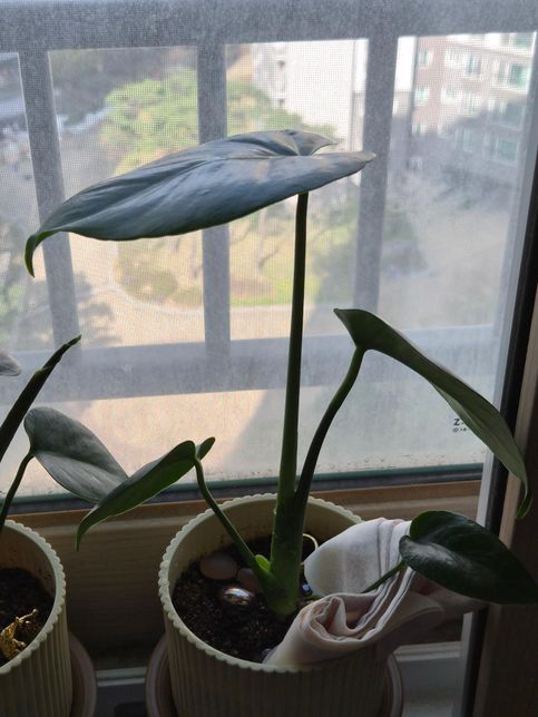 몬스테라 식물 뿌리 질문 ( 사진 있어요 )의 1번 째 이미지