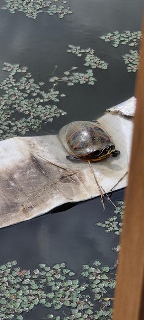 동네 호수에 보이는 거북이인데 어떤 종 일까요?의 1번 째 이미지