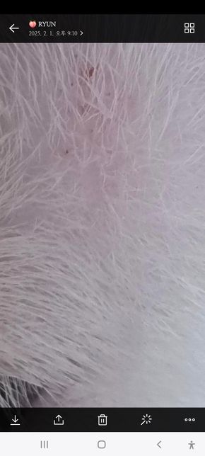 갑자기 고양이한테 이런게 생겼어요 멀까요의 0번 째 이미지