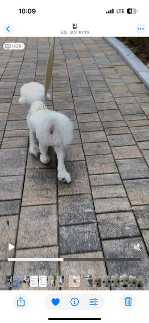 강아지 슬개골 탈구 o자형 다리 질문드려요…!의 1번 째 이미지