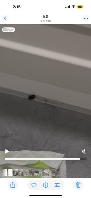 이거 도대체 무슨 벌레인가요? ㅠㅠㅠ의 3번 째 이미지