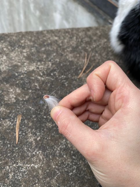 고양이 링웜인가요? 확인 부탁드려요!의 0번 째 이미지