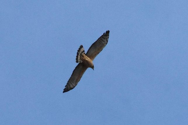 벌매도 말벌이 쏘는 독에 면역력이 강한 새인가요?의 1번 째 이미지