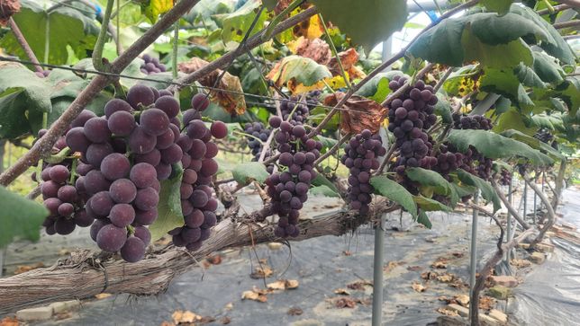 포도 알이 빨간데 익지를 않아요. 나무 하나가 통째로 이런데 왜 그런 건가요?의 0번 째 이미지