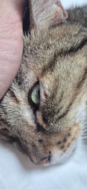 고양이 눈 밑이 긁힌 것 같은데 괜찮을까요?의 0번 째 이미지