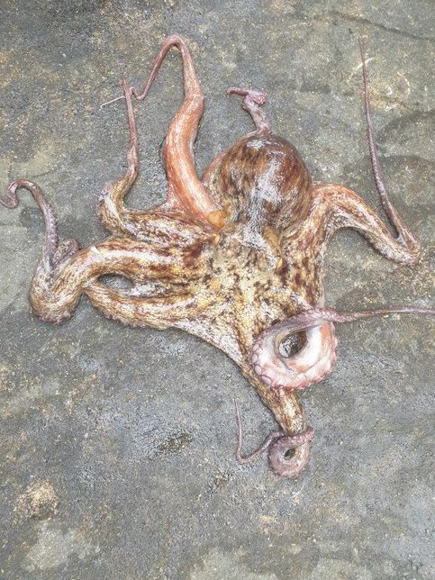 옆으로 걷는 게는 어떻게 물과 육지를 오고 가면서 숨을 쉬나요?의 3번 째 이미지