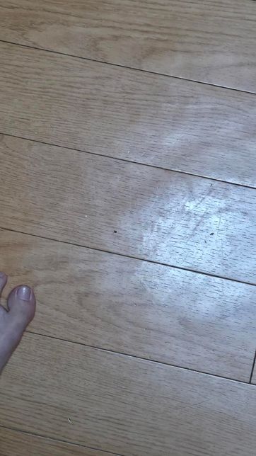 벌레 이름이랑 퇴치법 아시는 분 제발 좀 도와주세요.의 3번 째 이미지