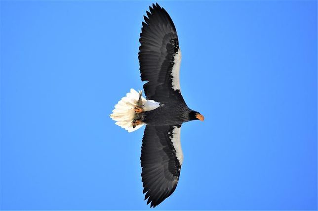 수달과 참수리는 라이벌인가요? 천적 관계인가요?의 2번 째 이미지