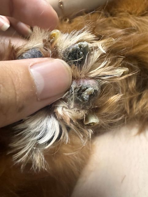 강아지 발바닥이 왜이런가요????의 0번 째 이미지