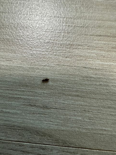 무슨벌레인지 봐주세요 ㅠㅠㅠㅠㅠㅠ의 1번 째 이미지