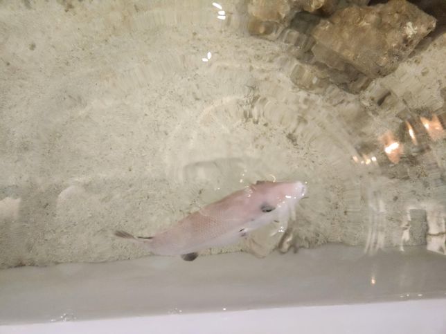 이 물고기는 도대체 어떤 종류인가요?의 1번 째 이미지