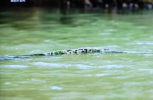 물왕도마뱀은 태국 도심 속 연못에서 최상위 포식자인가요?의 3번 째 이미지