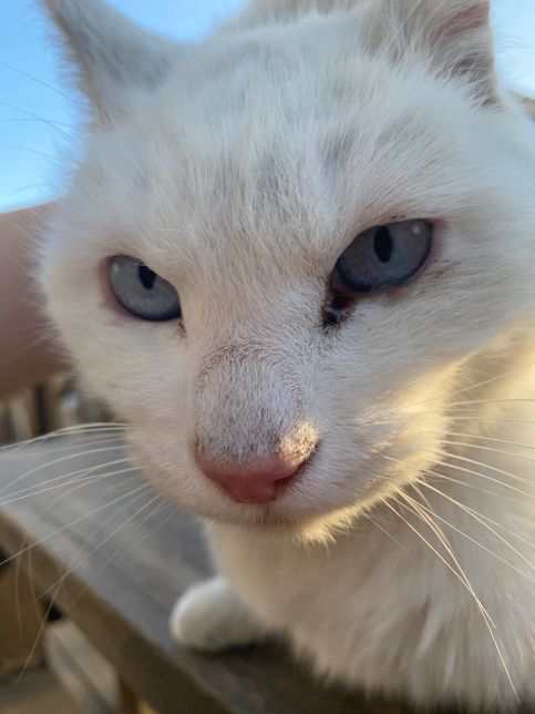 고양이 한쪽 눈에 갈색 눈꼽이 많이 껴요의 1번 째 이미지