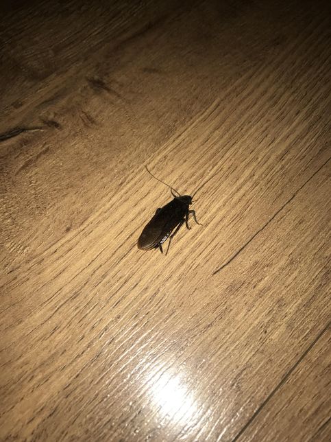 이거 미국 바퀴벌레 맞는지 궁금합니다의 0번 째 이미지