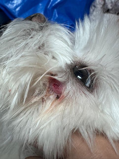 안녕하세요 강아지 말티즈 11살 얼굴 상처좀 물어볼 수 있을까요?의 3번 째 이미지