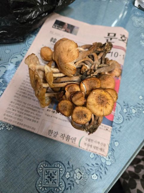 먹을수 있는 버섯인가요? 아닌가요?의 0번 째 이미지