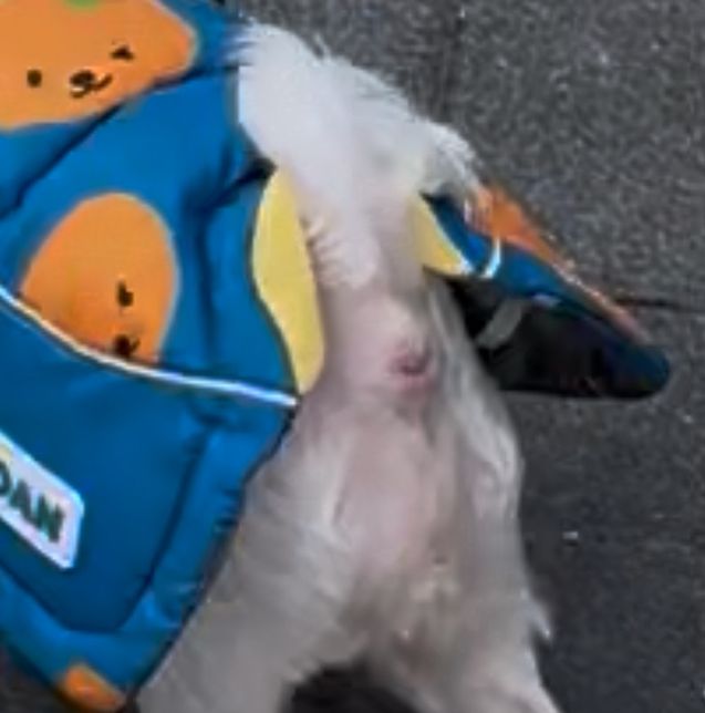 강아지 똥싸고 나서 똥꼬에 빨간색? 뭐가보여요의 1번 째 이미지