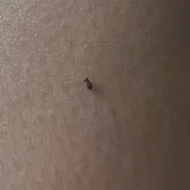 무슨 벌레일까요 제발 알려주실분 구합니다의 0번 째 이미지