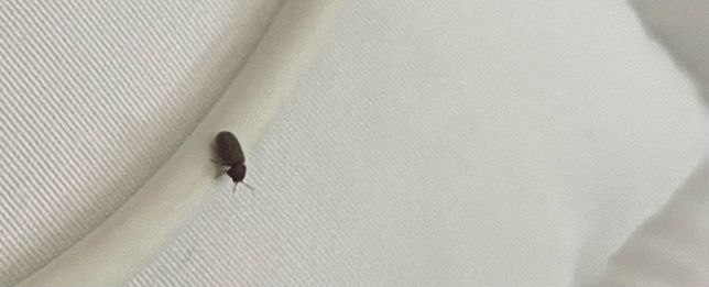 휴대폰 충전선에 위에 있는 벌레 (작음 초파리 보단 크고 ) 이거 무슨 벌레에요?의 0번 째 이미지