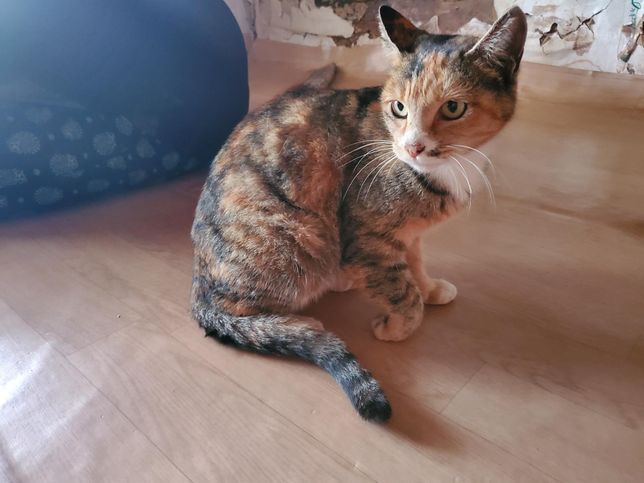 암컷고양이가 제대로 걷지를 못해요..의 0번 째 이미지