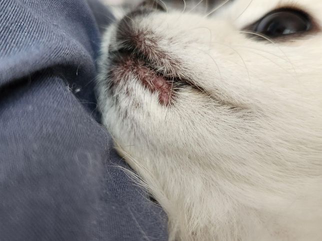 강아지입주변이 빨간 이유 뭔가요???의 0번 째 이미지