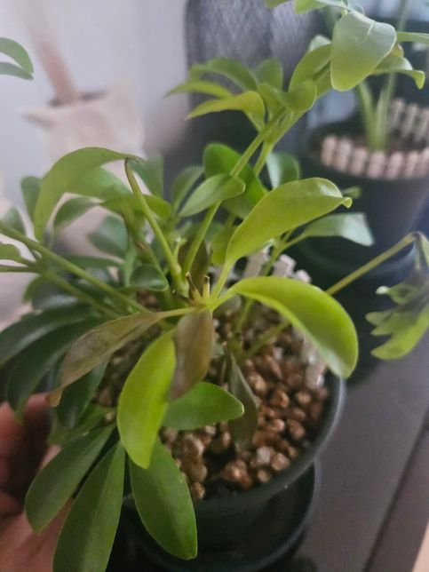 홍콩야지를 키우는데 잎이 갈변할때 그걸 잘라주어아하나요? 어디까지 자르면 되나요?의 1번 째 이미지