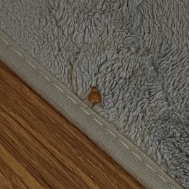 무슨 벌레일까요 제발 알려주실분 구합니다의 2번 째 이미지