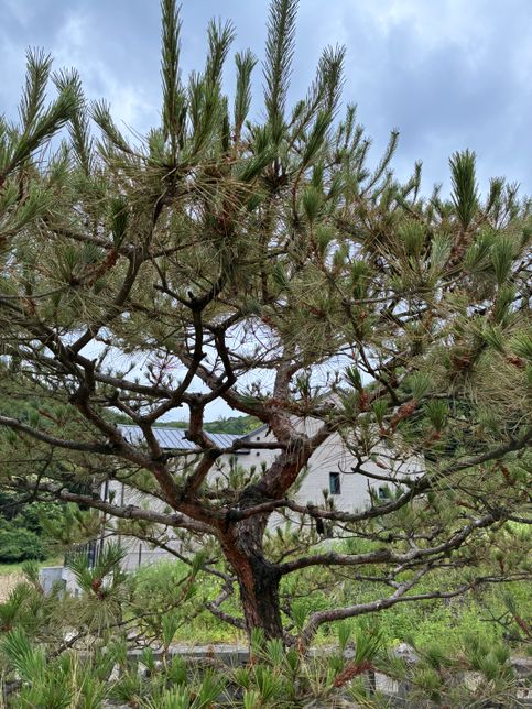 갈색 솔잎 소나무 어떻게 푸르게 하죠?의 1번 째 이미지